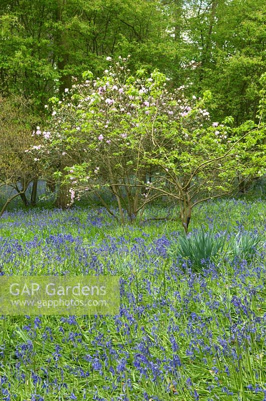Woodland garden with bluebells and Camellia 