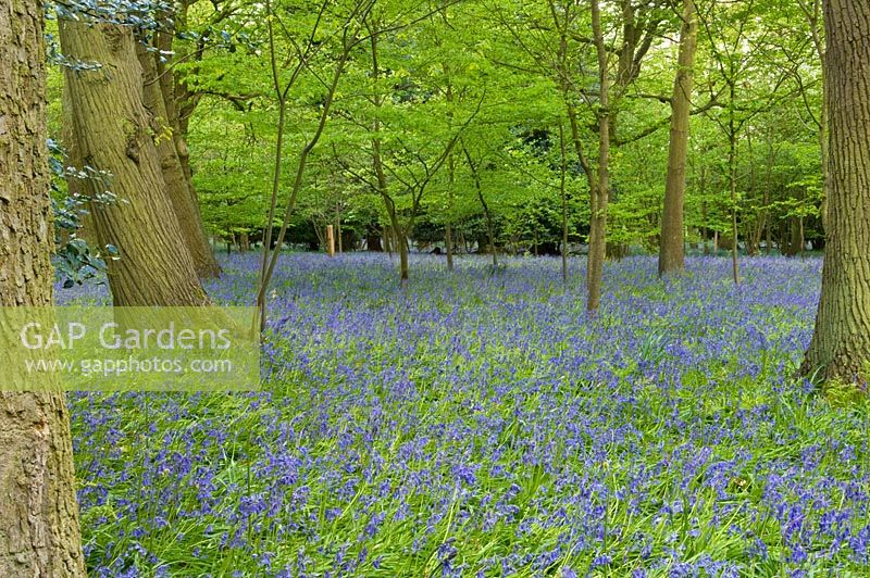 Woodland garden with bluebells 