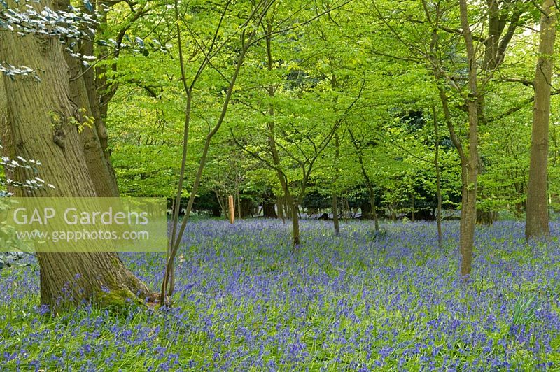 Woodland garden with bluebells, spring