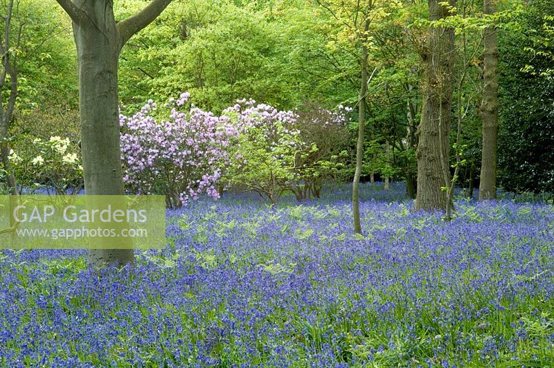 Woodland garden with bluebells and blossom, spring 