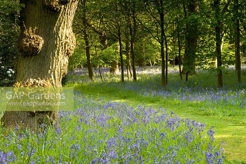 Woodland garden with bluebells, spring 