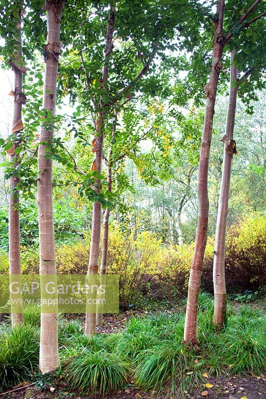 Betula utilis ssp utilis (Sichuan, China) 'Forest Blush'