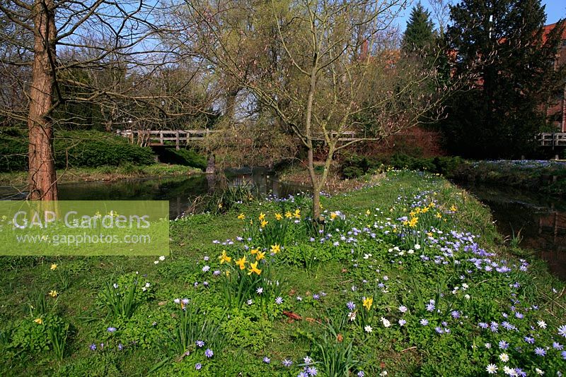 Naturalised spring bulbs, Anemone blanda and daffodils amongst trees around the lake and footbridge at Robinson College, Cambridge