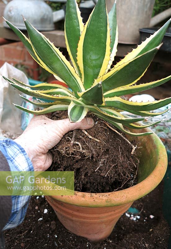 Step by step project. Propagating century plant, Agave from side shoots. Step 6. The new container should allow enough room around the sides to add fresh potting compost for strong regrowth