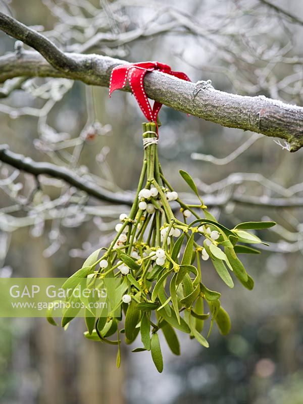 Bunch of mistletoe with red ribbon hanging from frosted tree branch