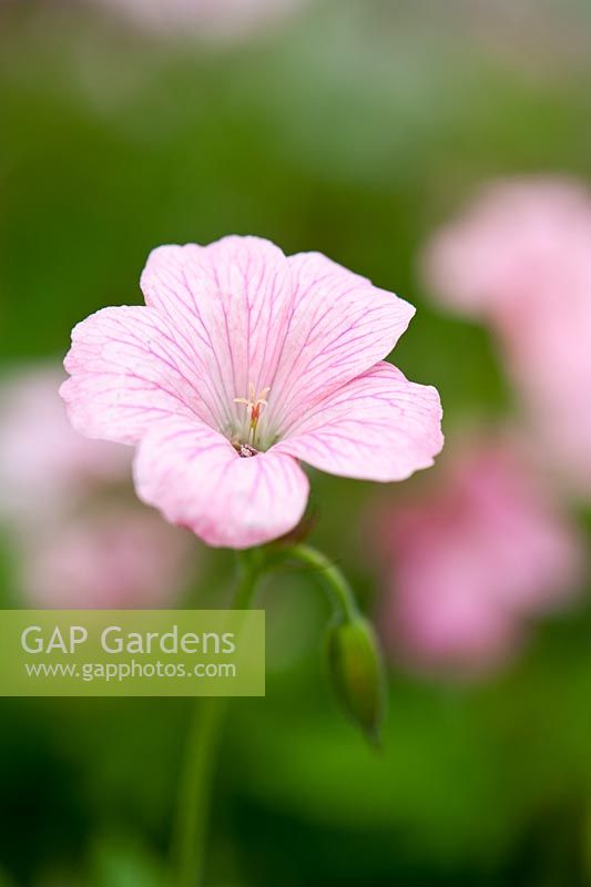 Geranium 'Wargrave Pink'