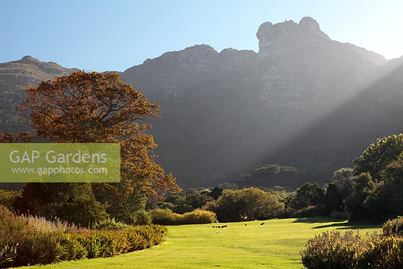 Kirstenbosch National Botanical Gardens, Table Mountain, Cape Town, South Africa
