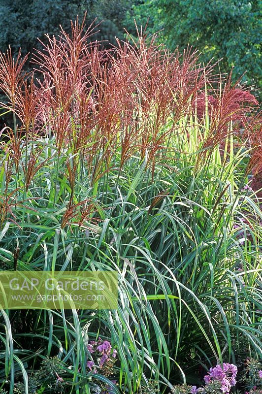 Miscanthus sinensis 'Sirene' - Chinese silver grass