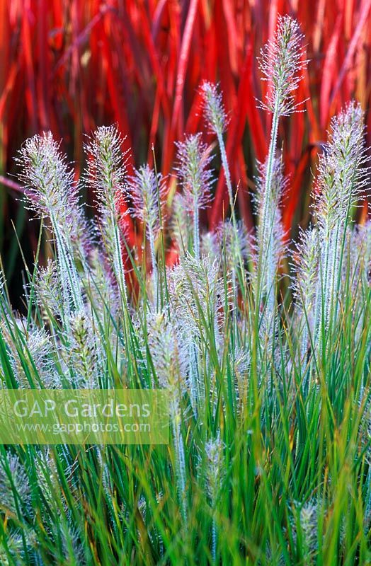 Pennisetum alopecuroides 'Little Bunny' - Chinese Fountain Grass