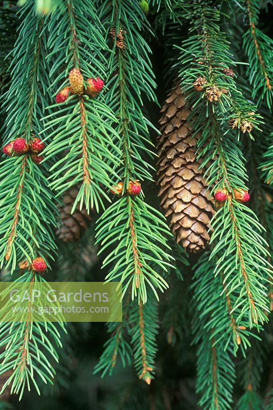 Picea abies 'Acrocona' - Christmas tree, Common spruce, Norway spruce