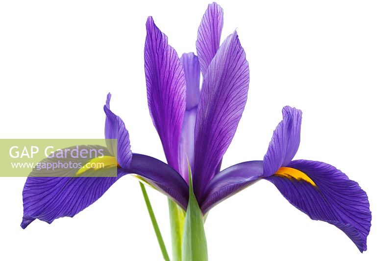 Iris 'Blue Pearl' - Dutch iris 