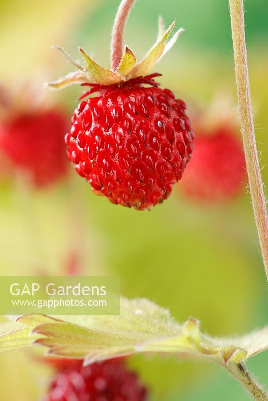 Fragaria vesca - Wild strawberry, Alpine strawberry  