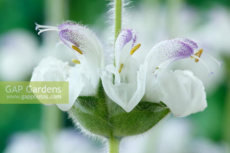 Salvia argentea - Silver sage, Silver clary  