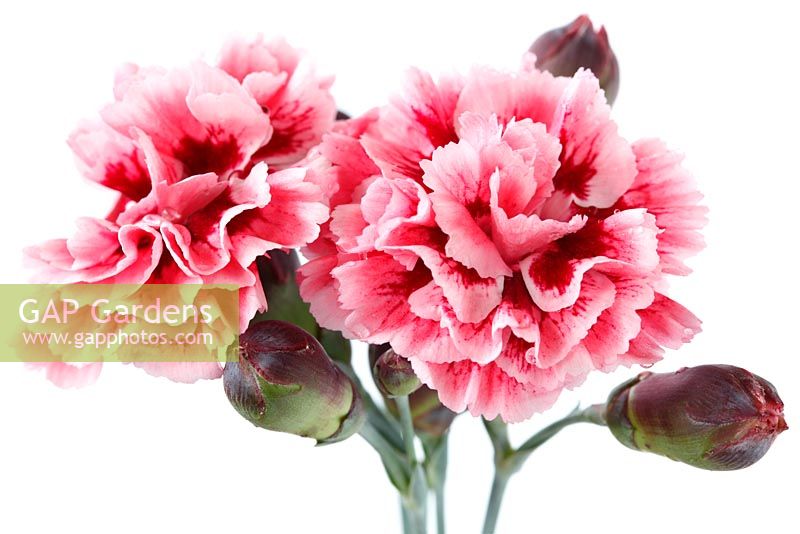 Dianthus 'Sugar Plum' = 'Wp08 Ian04'. Pink  Scent First Series 