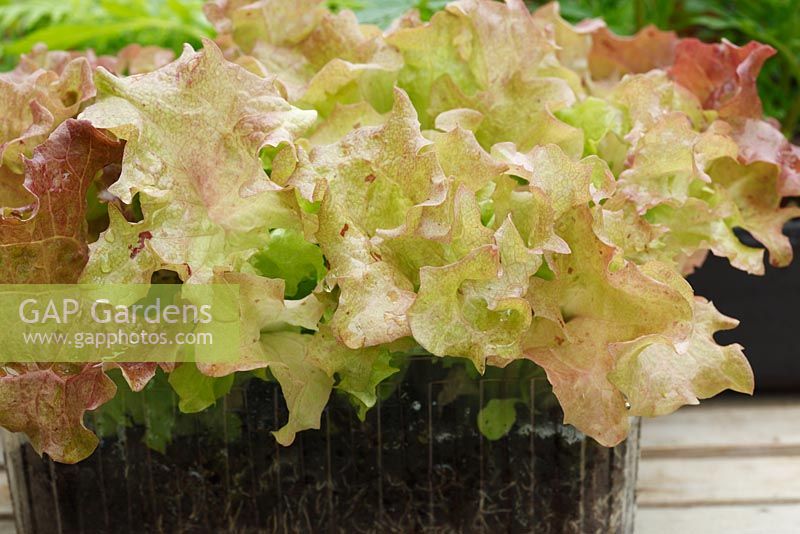 Lactuca sativa 'Lollo Rossa' AGM. Lettuce  grown as young salad leaves in small plastic container 