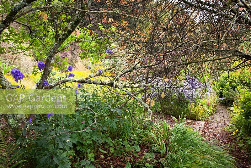 Looking through the lichen covered trunk of Cercis siliquastrum towards Aconitum carmichaelii at Glebe Cottage in autumn