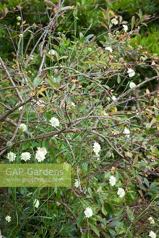 Scabiosa columbaria var. ochroleuca - Pincushion flower growing amongst Exochorda macrantha 'The Bride'