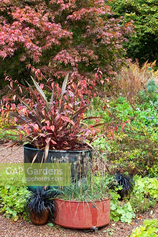 Phormium tenax 'Purpureum Group' with Persicaria microcephala 'Red Dragon' in a copper container at Glebe Cottage with Acer palmatum in the background