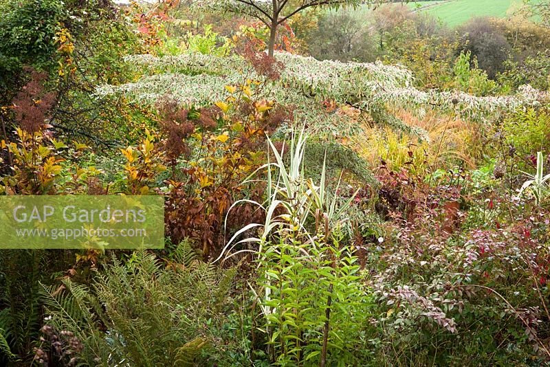 Border at Glebe Cottage in autumn with Cornus controversa 'Variegata', Fuchsia magellanica 'Versicolor', crab apple, fern and seedheads