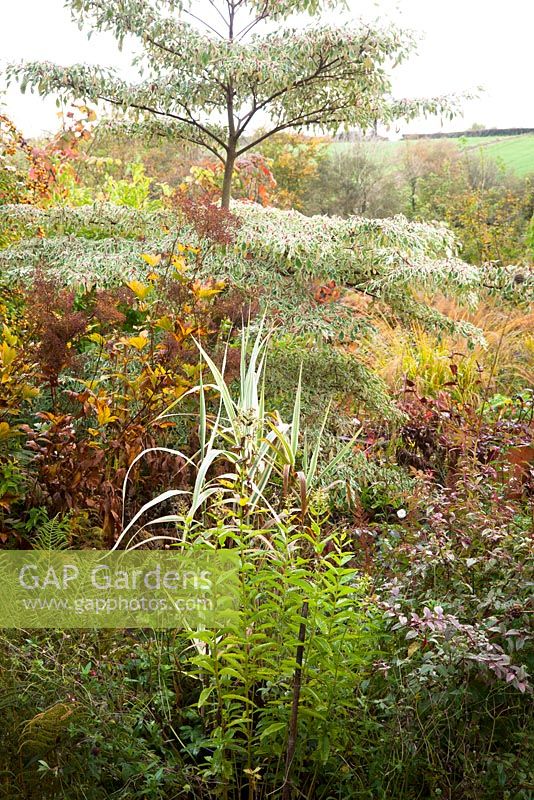 Border at Glebe Cottage in autumn with Cornus controversa 'Variegata'