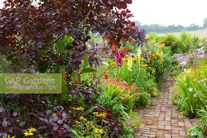 Hot borders in the brick garden at Glebe Cottage with crocosmia, gladiolus, rudbeckia, dahlias and Cotinus coggygria Purpureus Group. Brick path