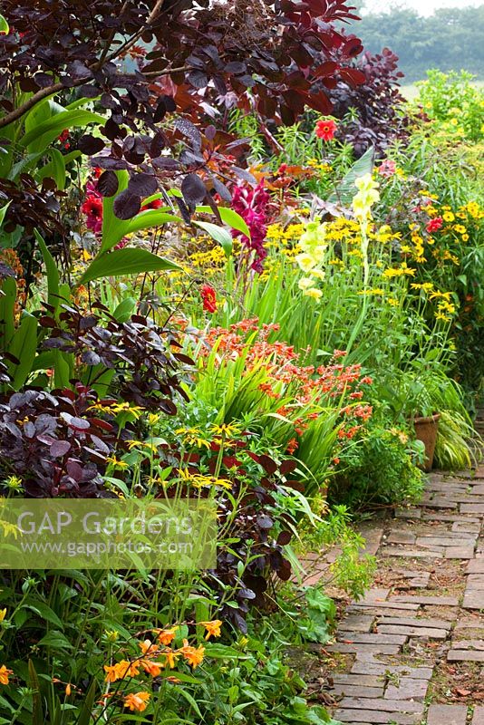 Hot borders in the brick garden at Glebe Cottage with Crocosmia, Gladiolus, Rudbeckia, Dahlias and Cotinus coggygria Purpureus Group.