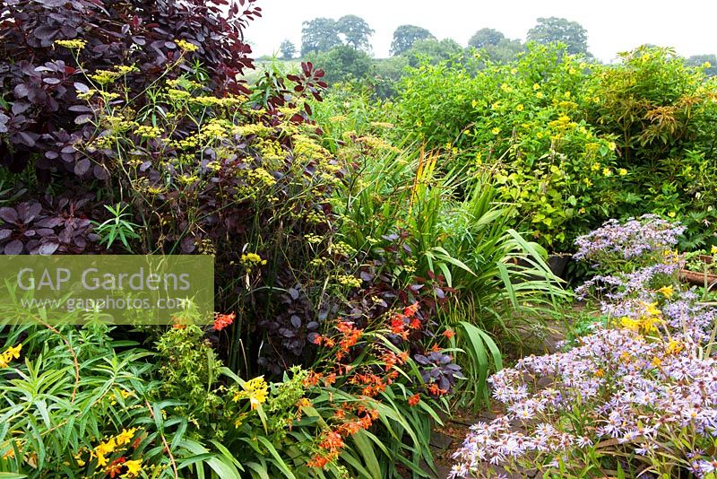 Foeniculum vulgare with Cotinus coggygria Purpureus Group, Crocosmia and Aster 'Little Carlow' at Glebe Cottage