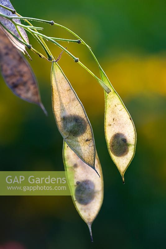 Seedheads of Lunaria rediviva - Perennial hinesty