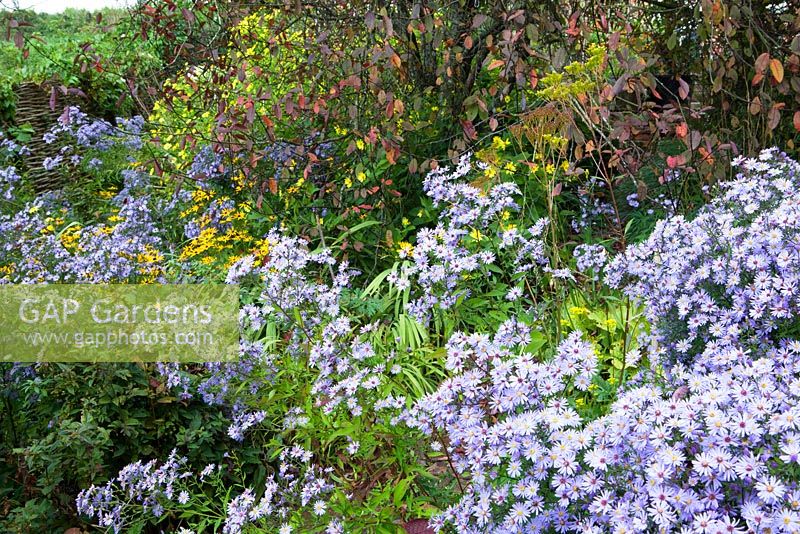 Aster cordifolius 'Little Carlow' growing under Prunus padus 'Colorata' at Glebe Cottage with rudbeckia and Helianthus 'Lemon Queen'