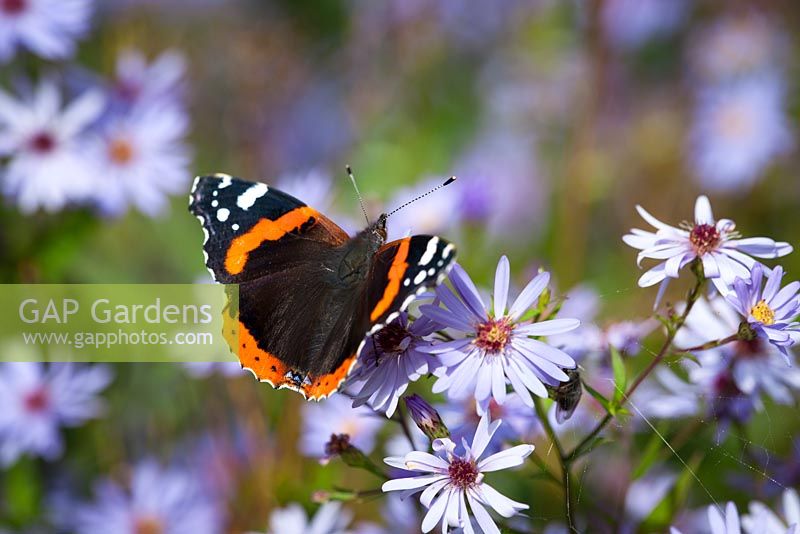 Red admiral butterfly on Aster sedifolius - Michaelmas daisy