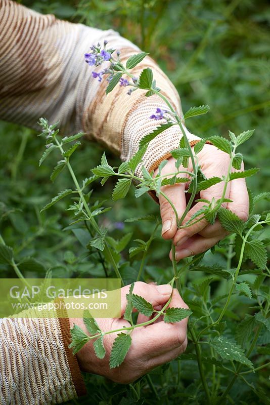 Taking heel cuttings from Nepeta 'Six Hills Giant'. Catmint