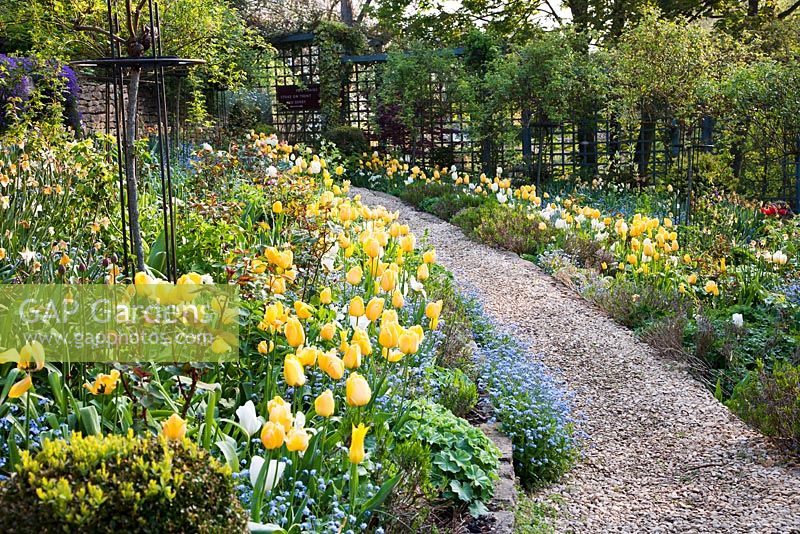 Pathway through extensive Tulipa and Myosotis planting in spring - Mill Dene, Gloucestershire