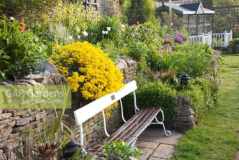 Vintage cricket bench alongside spring bed including mixed Tulipa, Thermopsis caroliniana  and Aurinia saxatilis - Mill Dene, Gloucestershire