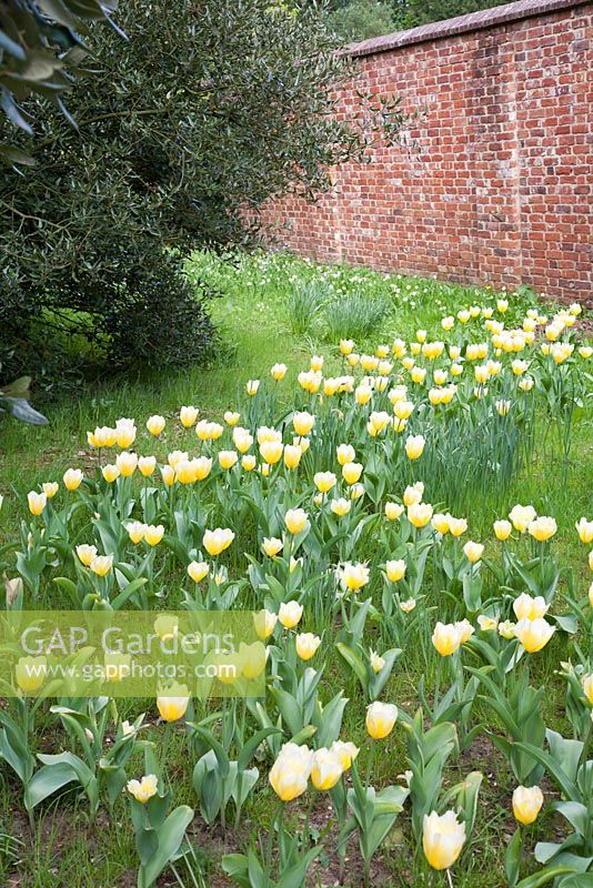 Tulipa 'Sweetheart' - West Green House, Hampshire