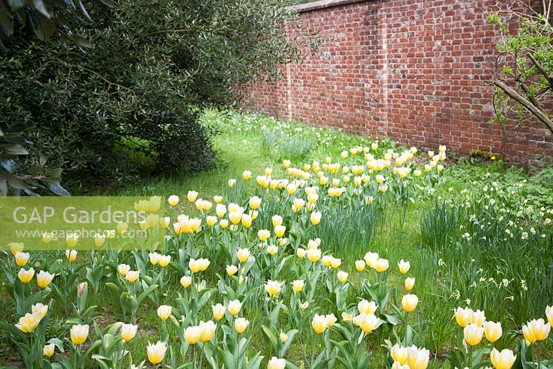 Tulipa 'Sweetheart' - West Green House, Hampshire