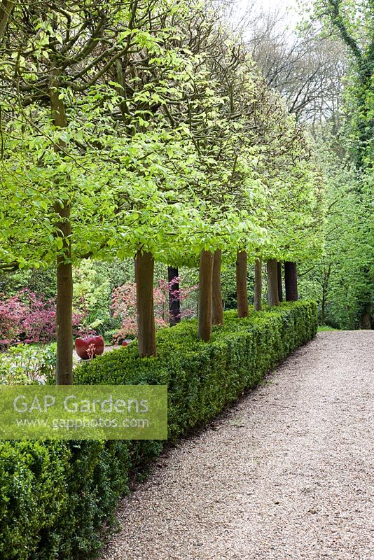 Row of Fagus sylvatica in The Dragon Garden - West Green House, Hampshire