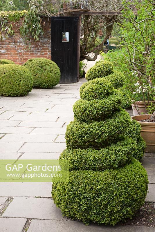 Shaped topiary alongside pathway - West Green House, Hampshire