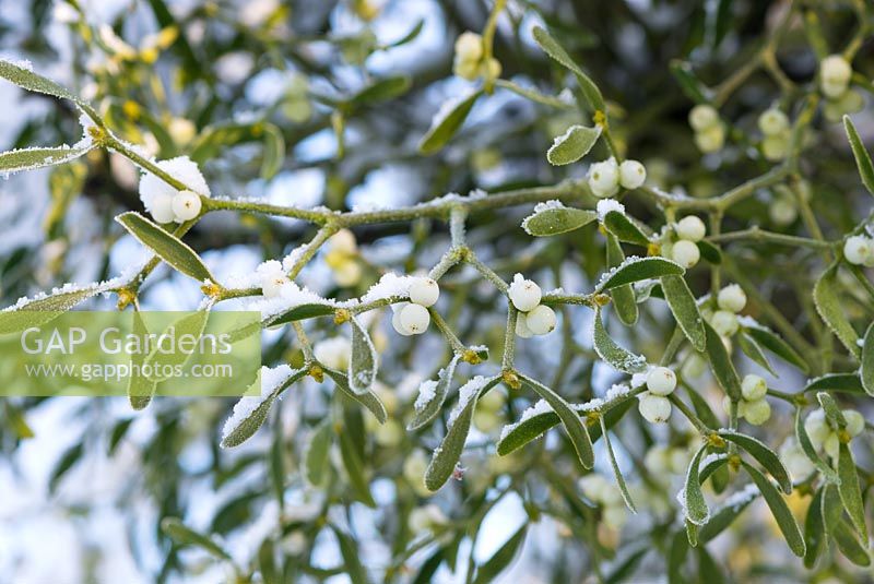 Viscum album - European mistletoe with berries and covering of snow
