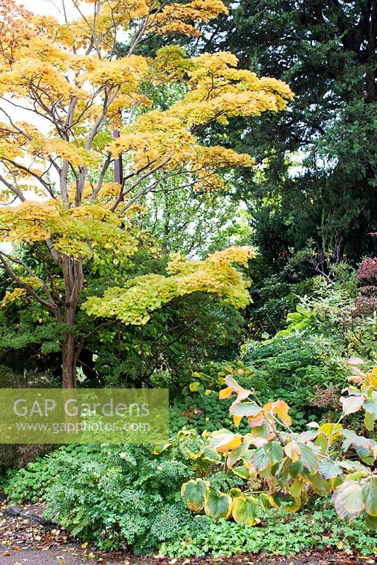 Acer japonicum 'Aureum' - Golden Fullmoon Maple and hosta in autumn