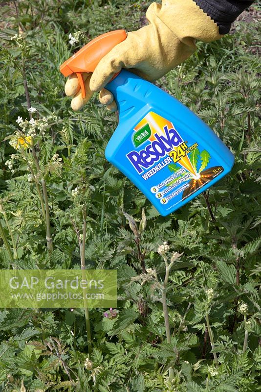 Applying Resolva glyphosate plus diquat weedkiller to mixed perennial weeds, ready for use formulation, RFU, trigger pack