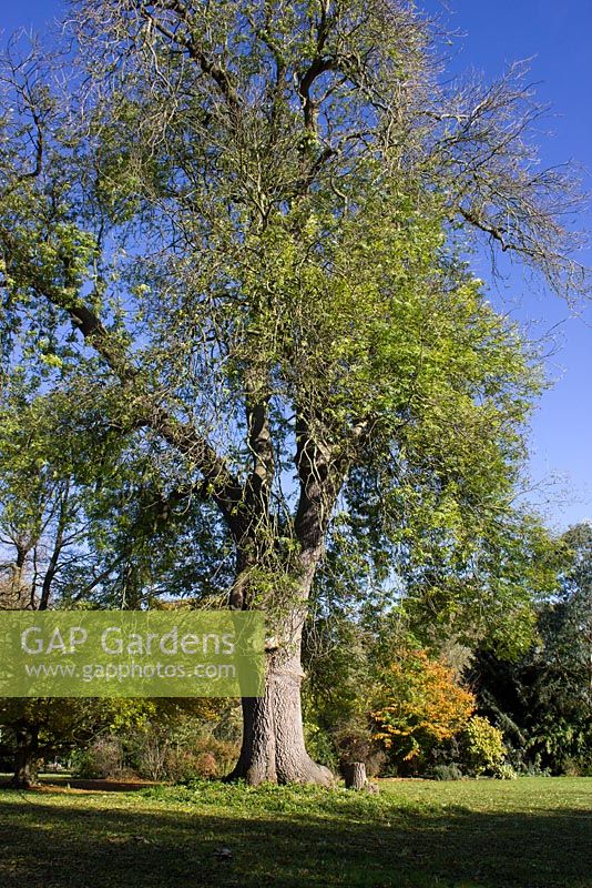 Fraxinus excelsior - Large Ash Tree, Hertfordshire 