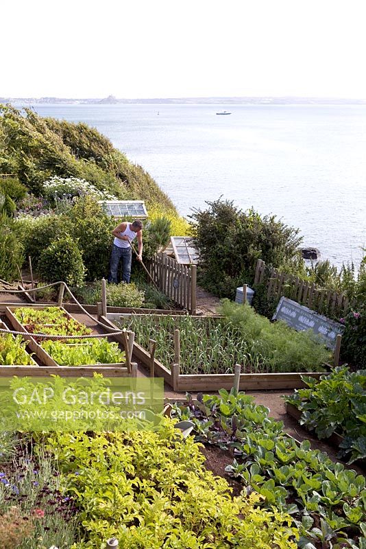 Raised beds with lettuce, potatoes, leeks and cabbages - Coastal allotment, Mousehole, Cornwall 