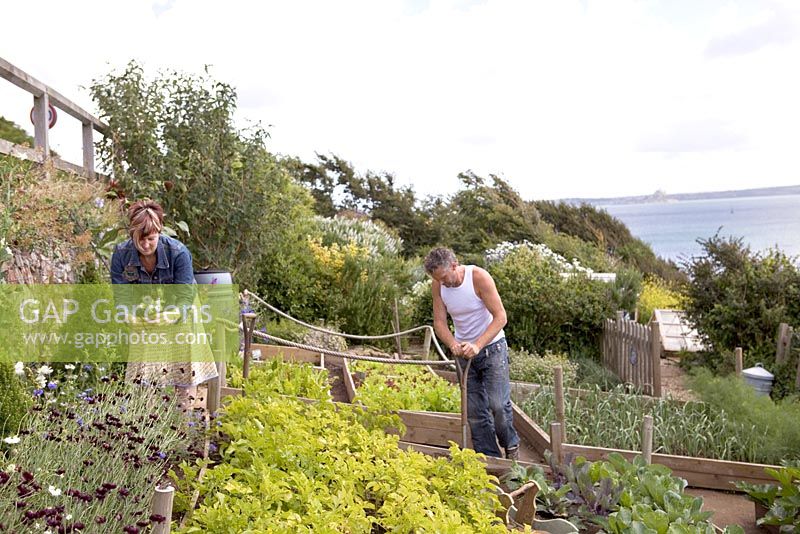 Raised beds with lettuce, potatoes, leeks, cabbages, courgettes - Coastal allotment, Mousehole, Cornwall