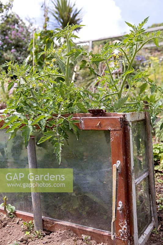 Tomato plants growing on allotment, protected by old window frames - Coastal allotment, Mousehole, Cornwall