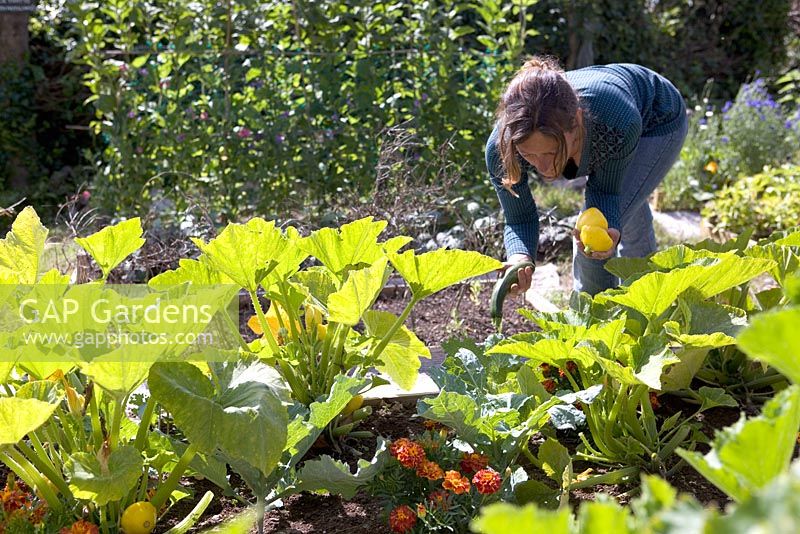 Woman picking courgettes and squashes - Coastal allotment, Mousehole, Cornwall