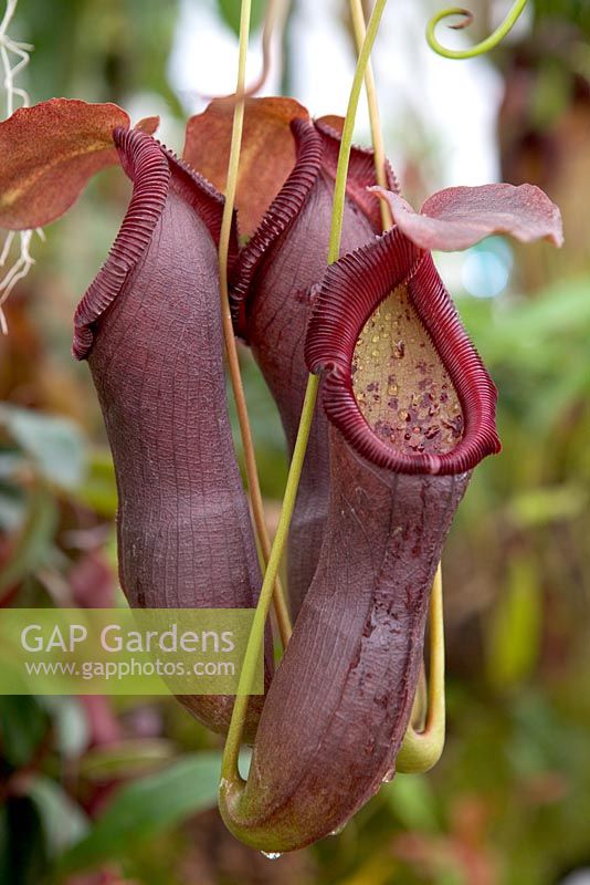 Nepenthes 'Bill Bailey'