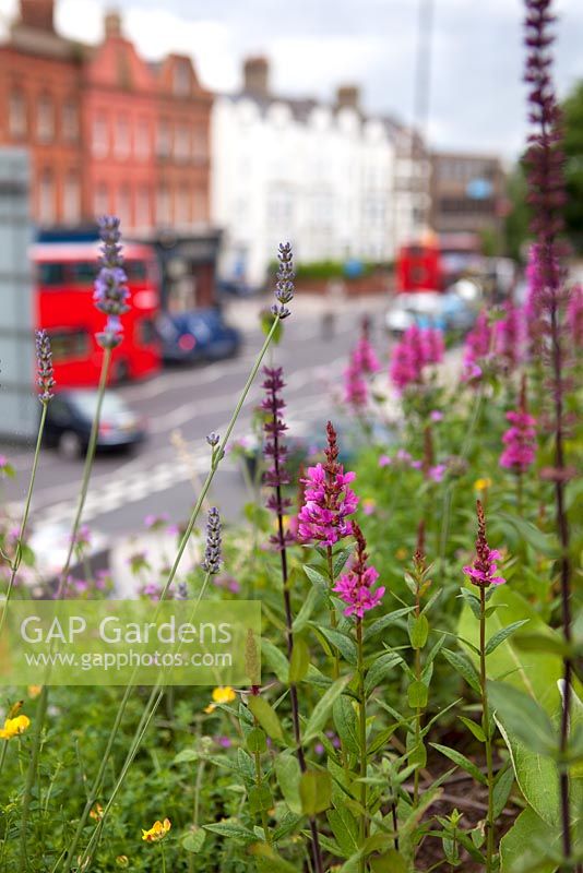 Loosestrife and Lavender - Holloway Road Green Roof, London 