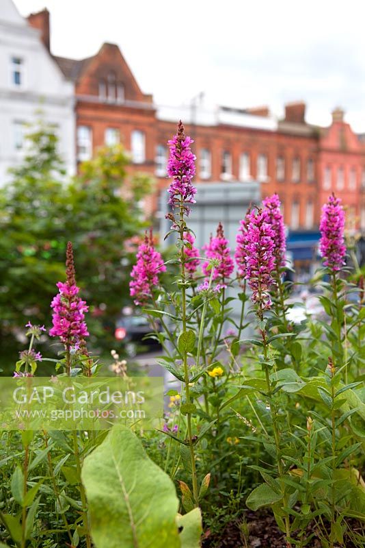 Loosestrife - Holloway Road Green Roof, London 