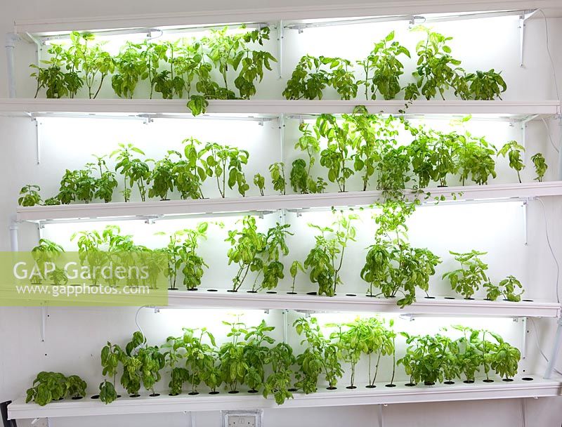 Basil growing on a hydroponic system - Farm Shop, Dalston, London