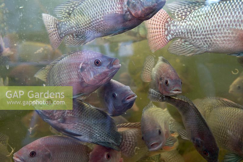 Fish in Aquaponic system - Farm Shop, Dalston, London